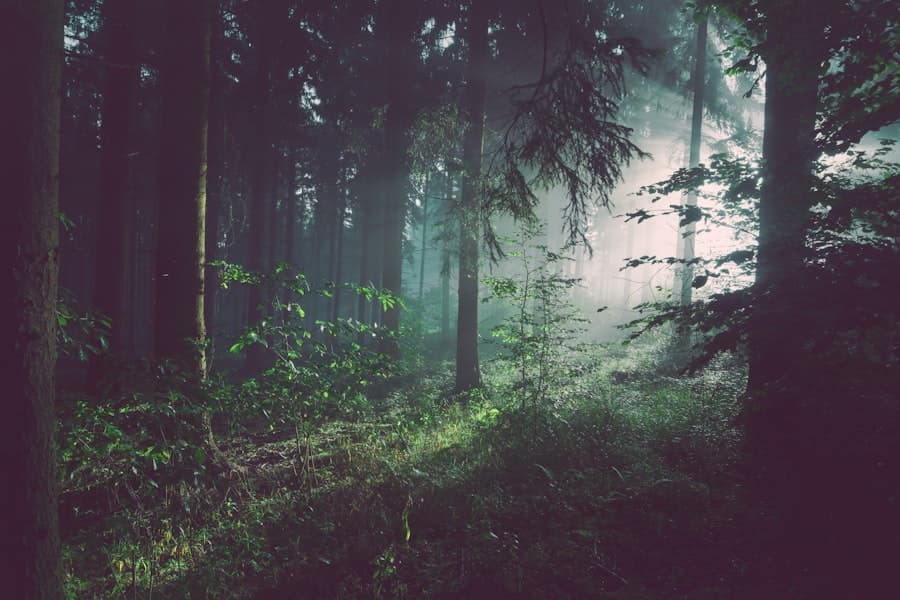 Ochtendlicht door een nevelig bos